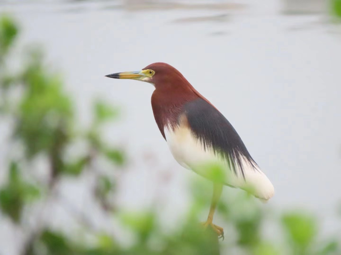 A Chinese pond heron poses in its vibrant mating-season feather. 
