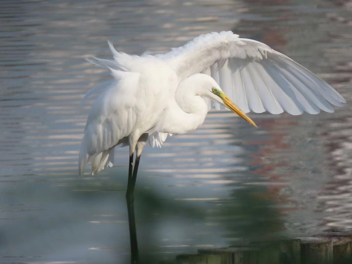 An egret grooming itself in the water.