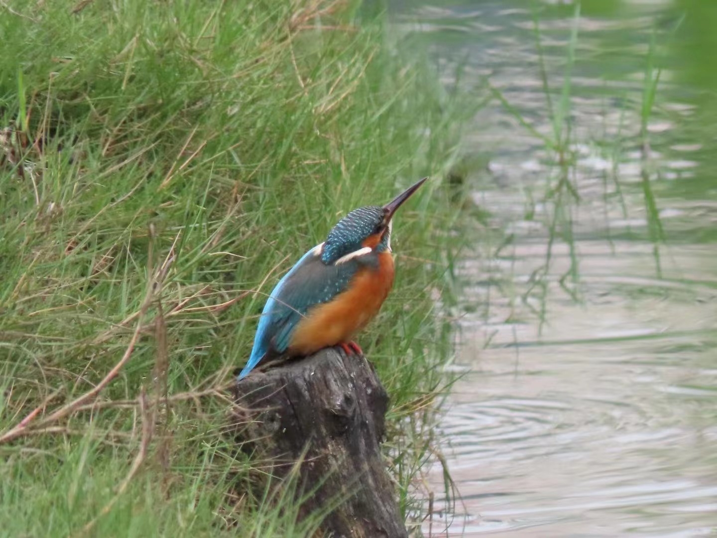A common kingfisher, one of the most regular visitors of the lake.
