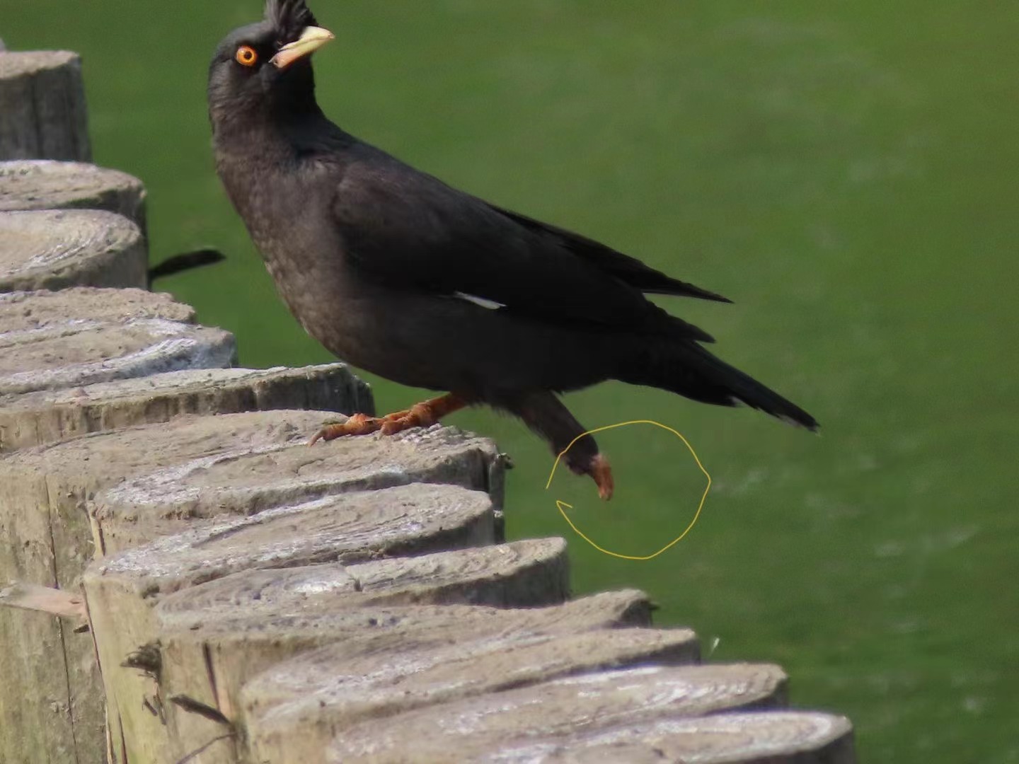 A crested myna that appears to have survived a claw amputation is found around the lake. 