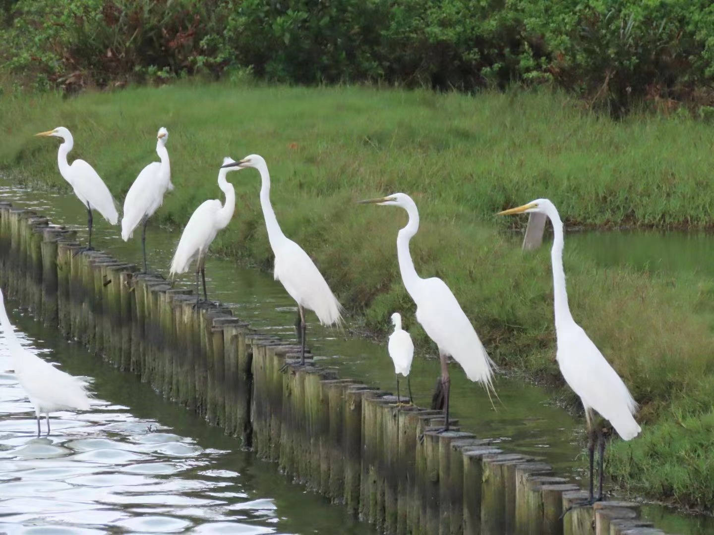 After the rain that continued for days, egrets line up around the lake to find food.