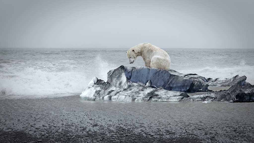 Polar bear and the rising sea level. /VCG