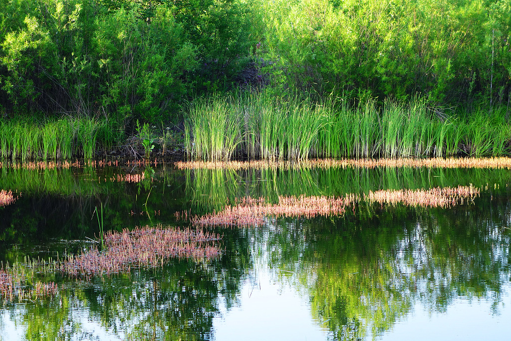 Summer scenery of Ergun National Wetland Park /CFP