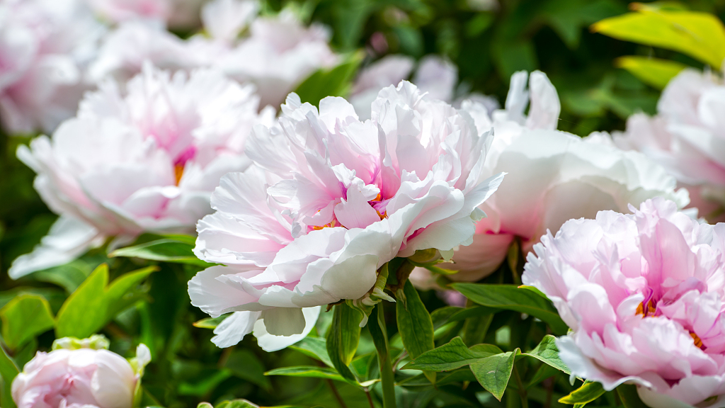 Live: Blooming peonies at the China National Flower Garden in central China's Luoyang City – Ep. 3