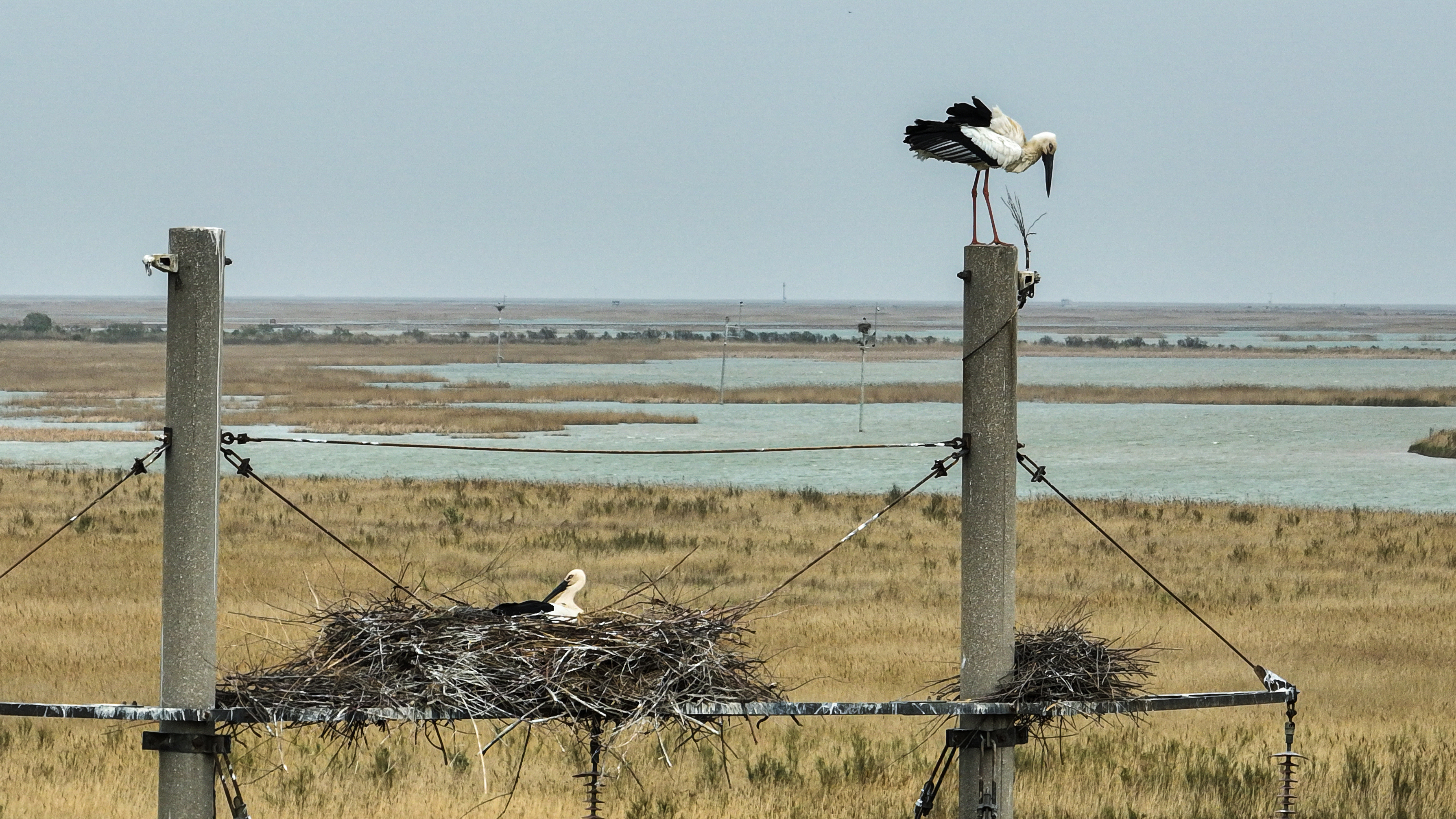 Birds species increase in the Yellow River Delta National Nature Reserve