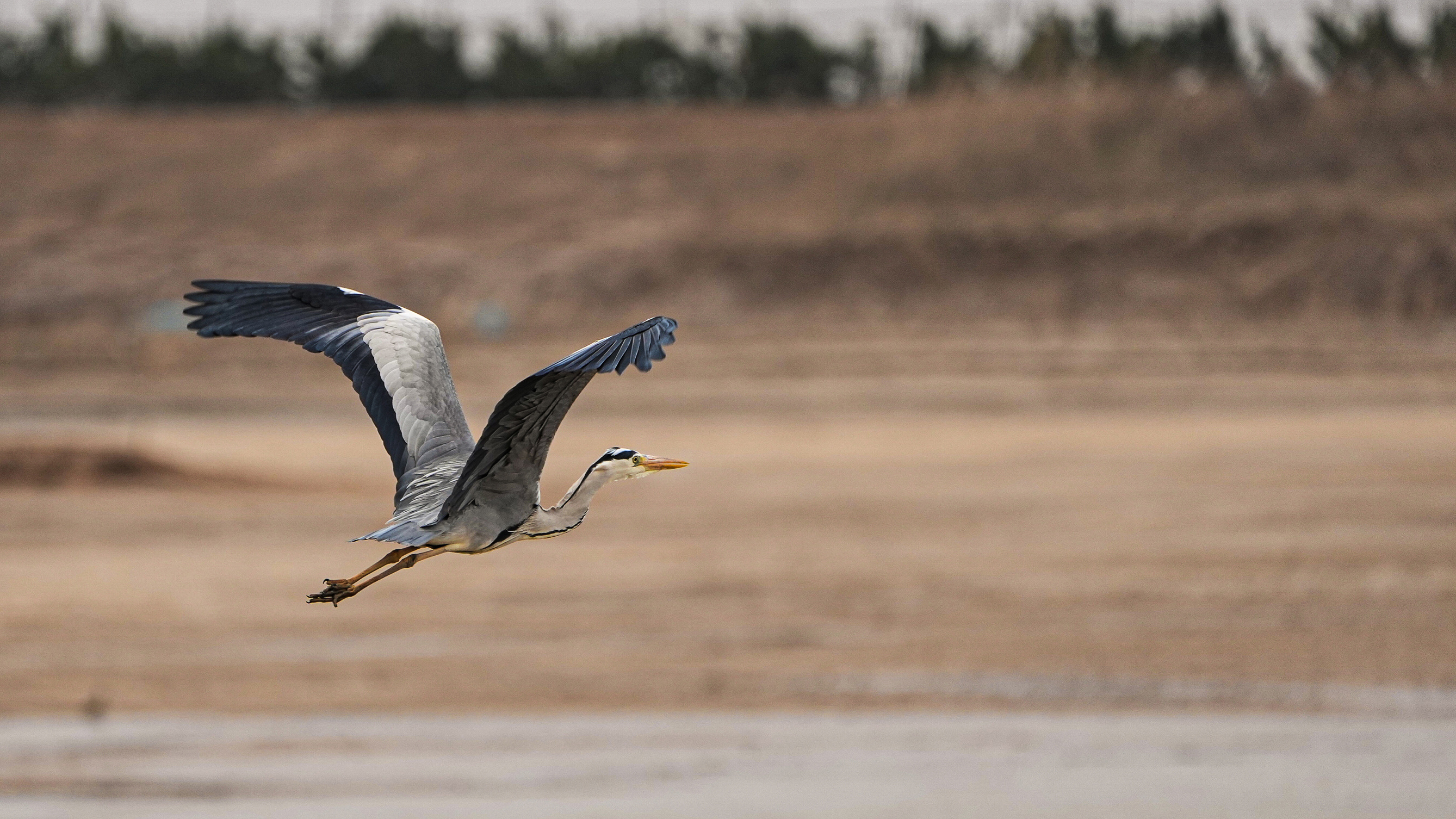 Birds species increase in the Yellow River Delta National Nature Reserve