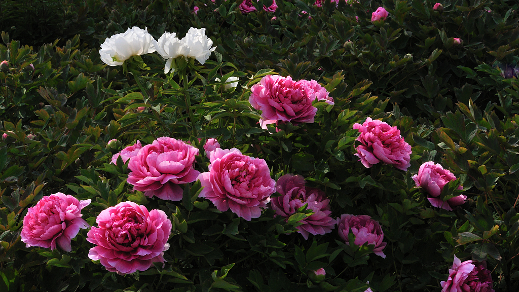 Live: Blooming peonies at China National Flower Garden in Luoyang – Ep. 4