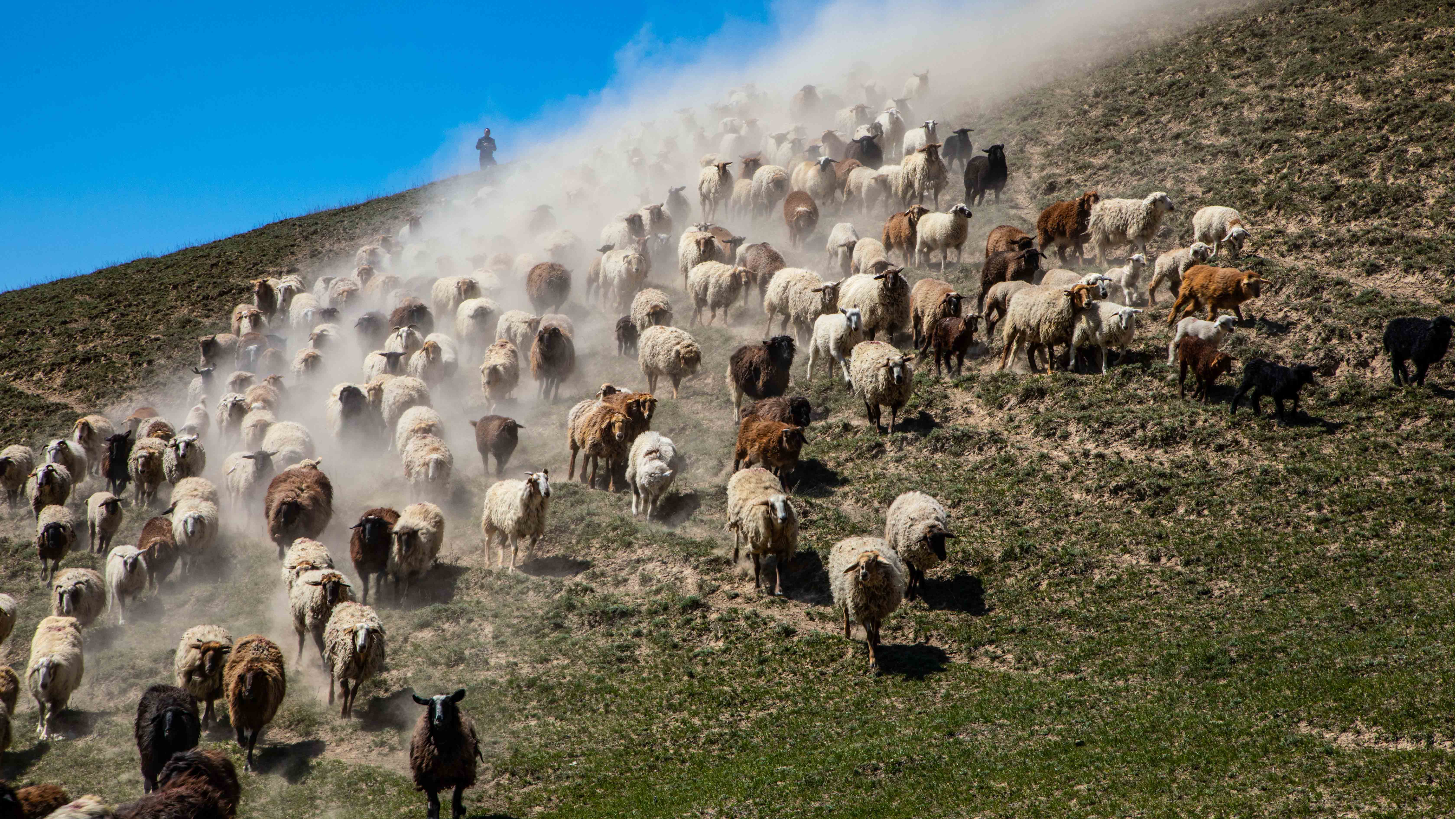 Thousands of livestock running down a hill in Ili Kazak Autonomous Prefecture, northwest China's Xinjiang Uygur Autonomous Region, April 23, 2023. /Wang Pengfei 