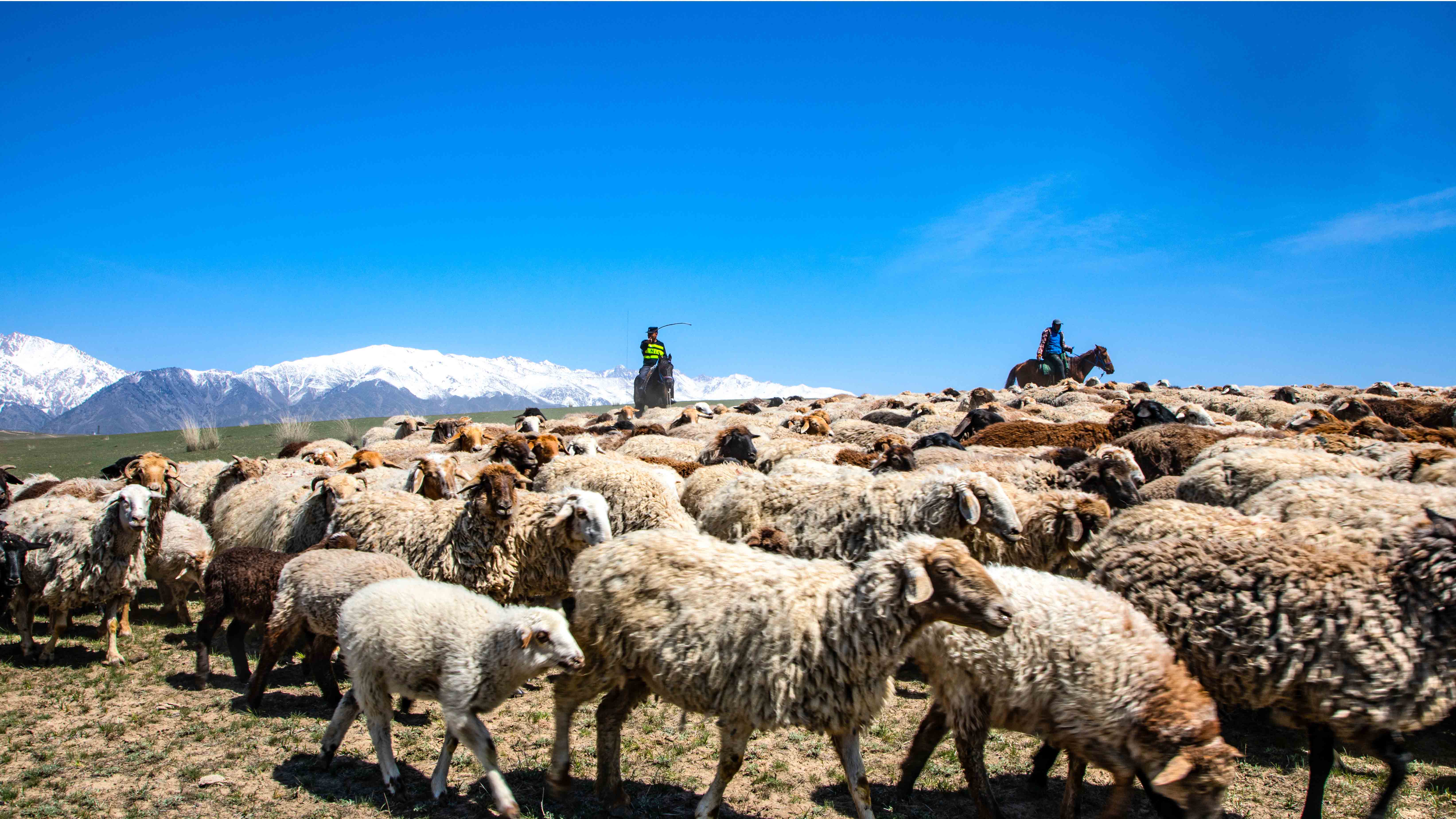 A police is herding the livestock with a local herdsman, Ili Kazak Autonomous Prefecture, northwest China's Xinjiang Uygur Autonomous Region, April 23, 2023. /Wang Pengfei 