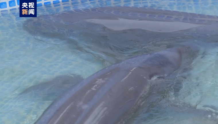 Yangtze finless porpoises wait to be relocated. /CCTV