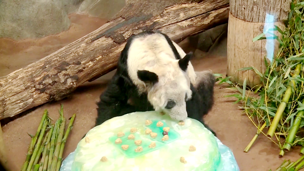 Ya Ya's eating was carefully monitored at Memphis Zoo to prepare for her trip home. /CFP