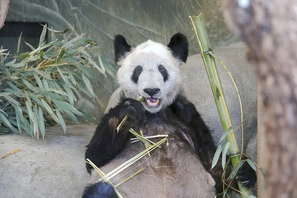 Giant panda Ya Ya chews on some bamboo on April 8, 2023, in Memphis, Tennessee, a few weeks before her departure for Shanghai. /CFP