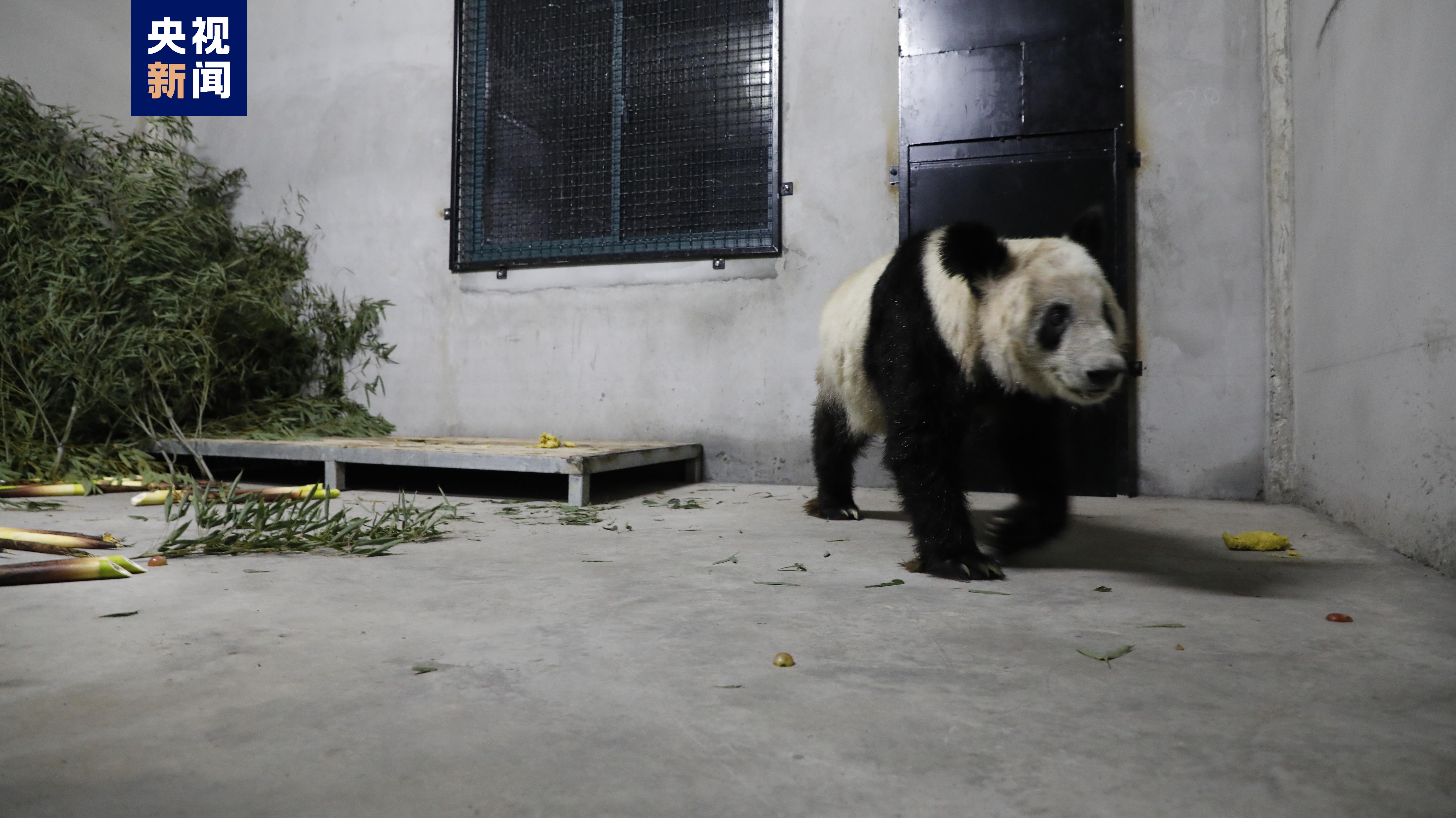 Ya Ya, a giant panda at the special isolation, quarantine site in Shanghai, China, April 27, 2023. /China Media Group
