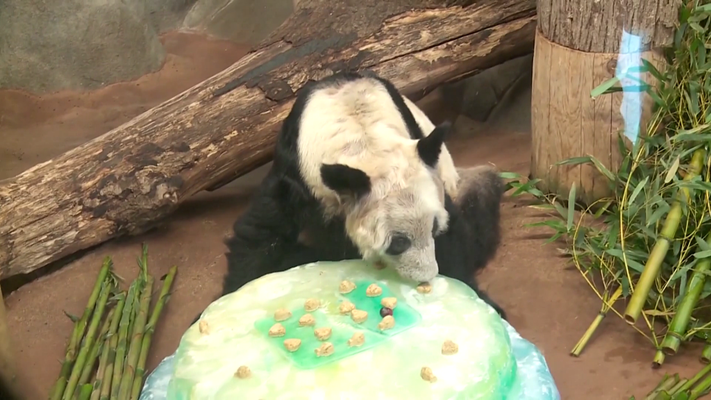 The Memphis Zoo holds a farewell party for Ya Ya to wish her a safe trip home and to celebrate the 20 years partnership between the zoo and the Chinese Association of Zoological Gardens, April 8, 2023. /CFP