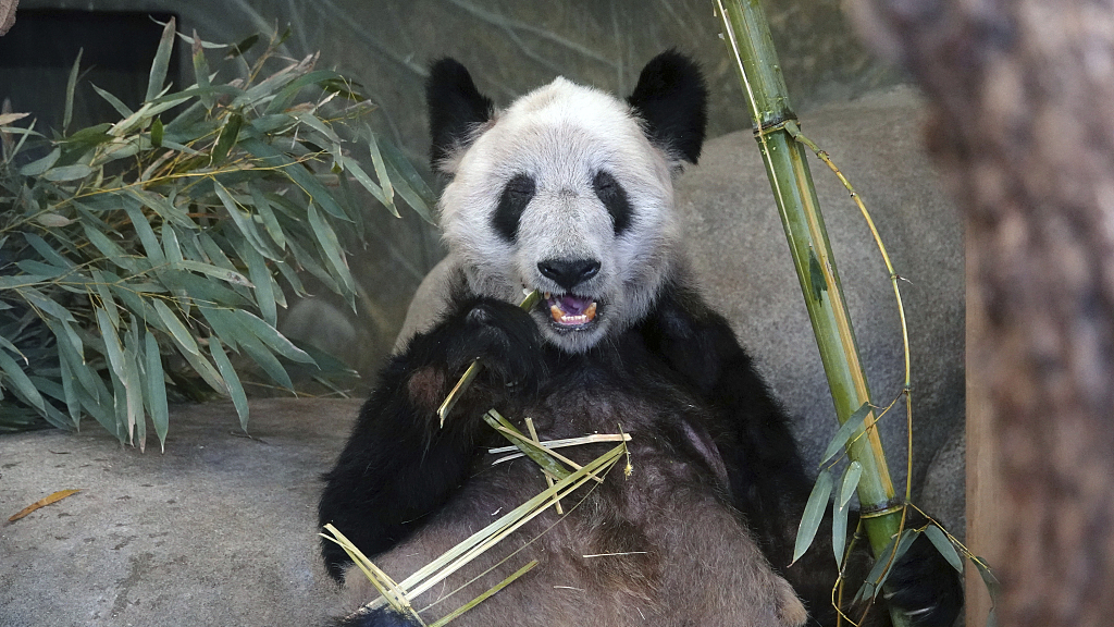 Ya Ya, a giant panda at the Memphis Zoo, eats bamboo in Memphis, Tennessee, U.S., April 8, 2023. /CFP