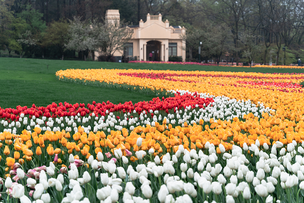 Various species of tulips bloom at Taiziwan Park in Hangzhou, east China's Zhejiang Province. /CFP