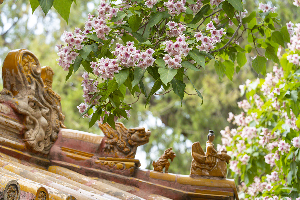 Chinese catalpa trees blossom inside the Palace Museum in Beijing on April 26, 2023. /CFP