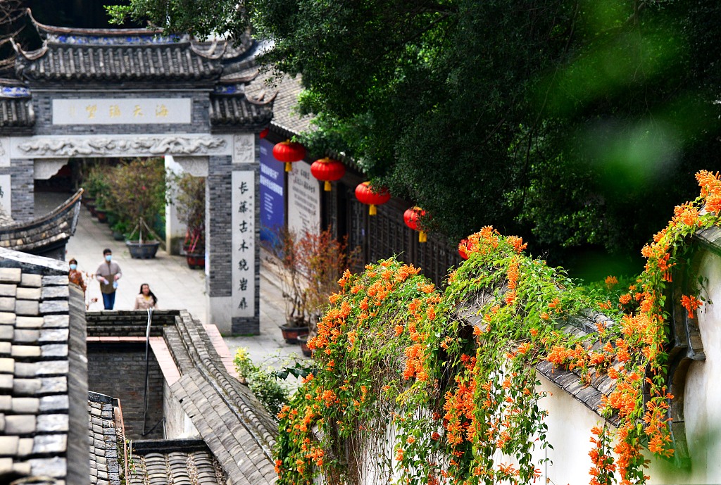 Flame vine flowers drape the walls at the Three Lanes and Seven Alleys scenic area in Fuzhou, southeast China's Fujian Province. /CFP