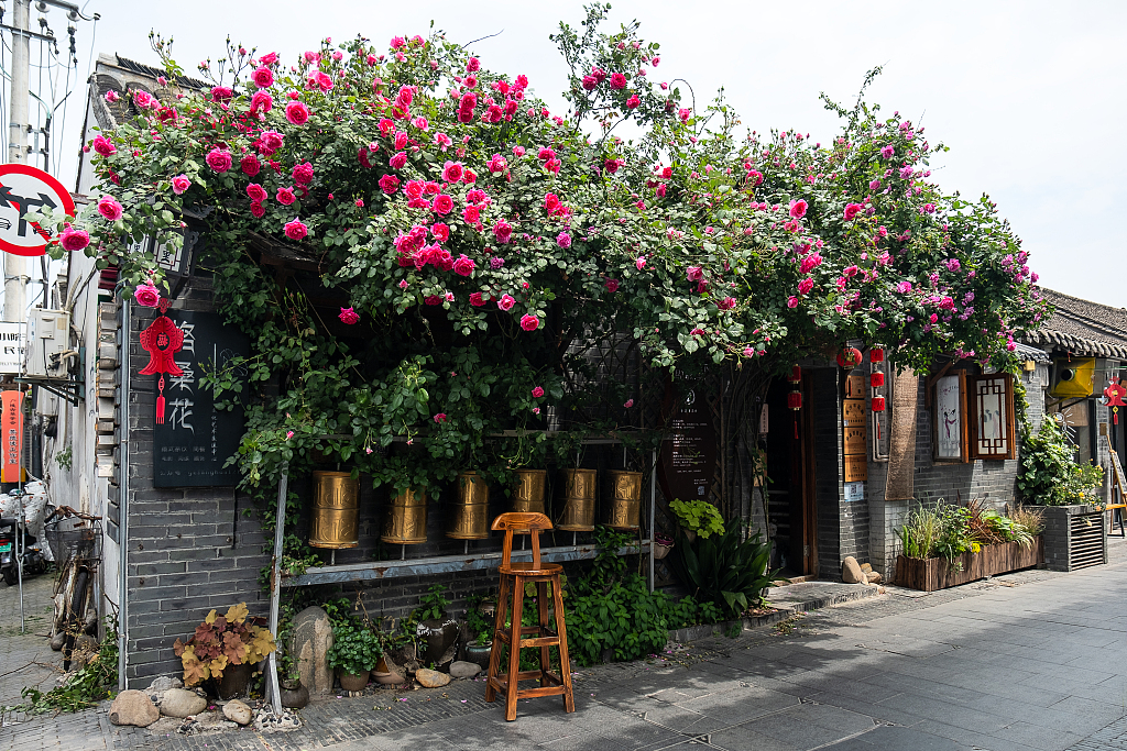 Roses decorate residential houses at the Renfengli historical and cultural block in Yangzhou, east China's Jiangsu Province, on April 25, 2023. /CFP