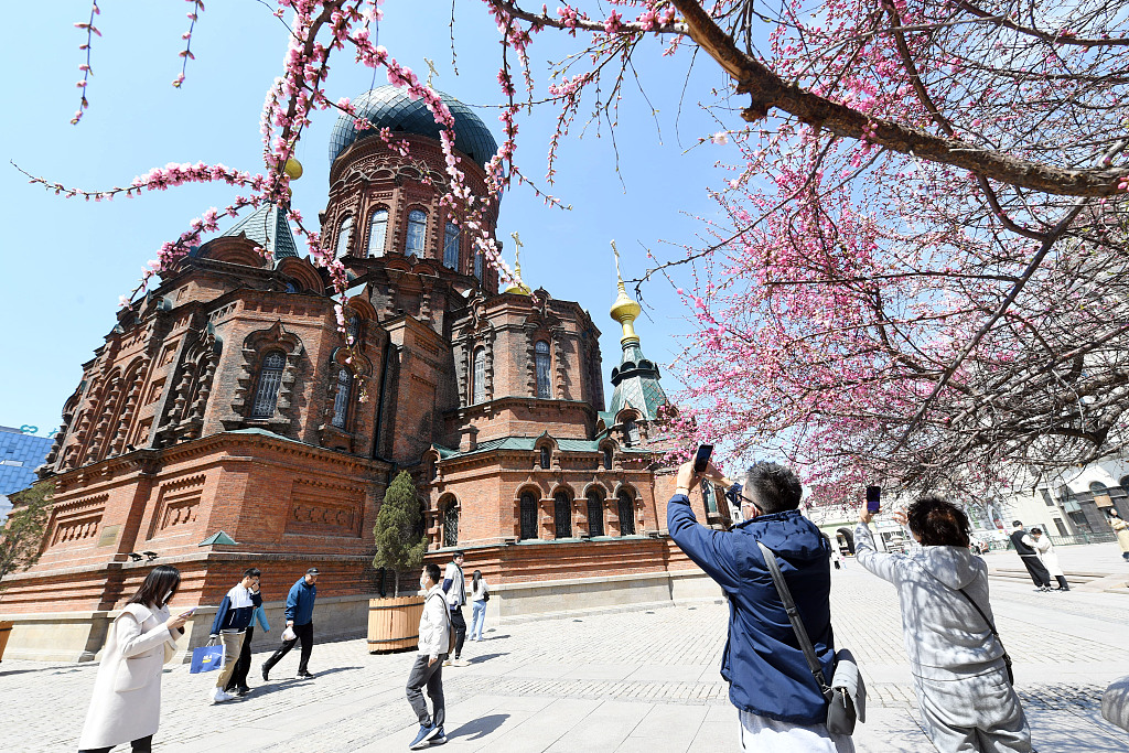 Plum flowers in half-bloom are seen swaying in front of Saint Sophia Cathedral in Harbin, northeast China's Heilongjiang Province, on April 26, 2023. /CFP