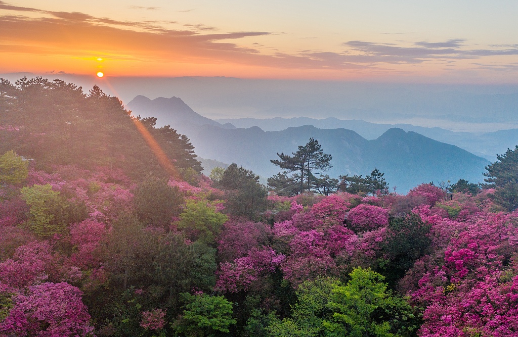 Wild azalea flowers flourish at Guifeng Mountain scenic spot in central China's Hubei Province on April 27, 2023. /CFP