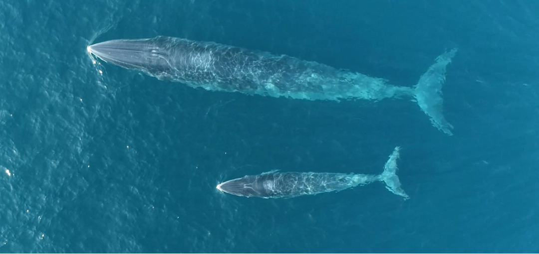 An Eden's whale with its calf in northern Beibu Gulf.