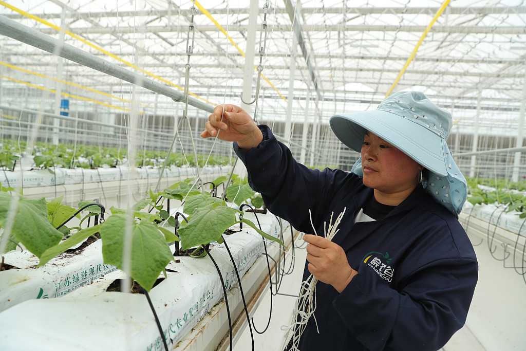 A farmer works at a smart greenhouse where soilless cultivation technologies are applied to planting vegetable seedlings in Mengcheng, Anhui, March 16, 2023. /CFP