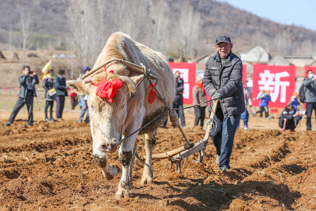 An ox-themed folk event is held in Rizhao, Shandong, on Feb. 19, 2023. /CFP