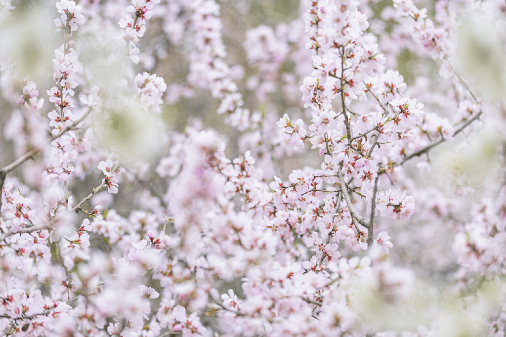 Visitors train their lenses on the blossoming peach flowers in Tianjin. /CFP