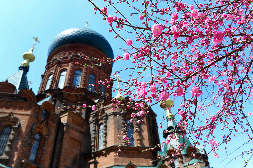 Bright pink flowers provide a striking contrast with Saint Sophia Cathedral in Harbin City, Heilongjiang Province, which has now been converted into a museum. /CFP