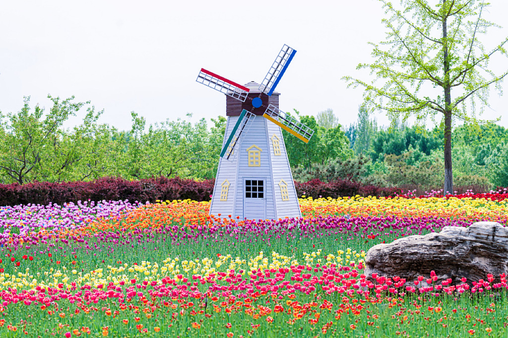 The First Tulip Cultural Festival is held at Changyang Park in Fangshan District, Beijing. /CFP