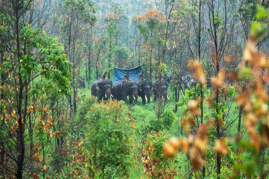 Four kumki elephants with forest officials capture Arikomban the wild tusker, at Idukki district in Kerala state, India, April 29, 2023. /CFP