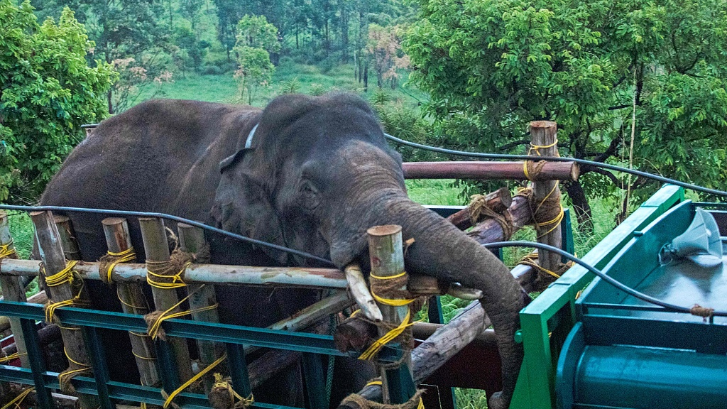 Arikomban, the wild tusker, is caught and transported to a wildlife reserve, at Idukki district in Kerala state, India, April 29, 2023. /CFP
