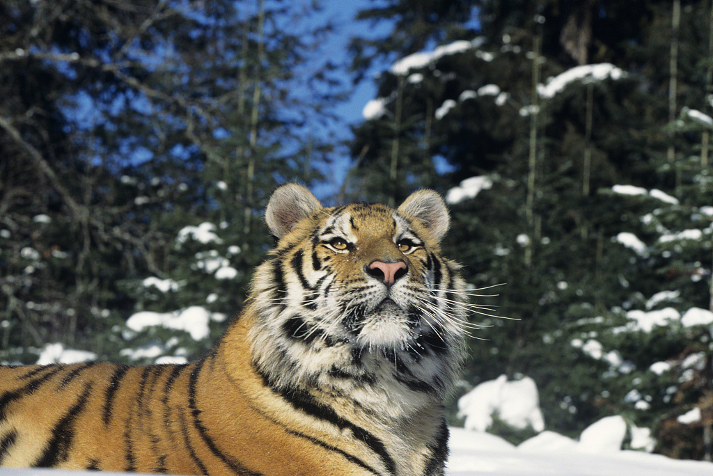 Siberian tiger. /VCG
