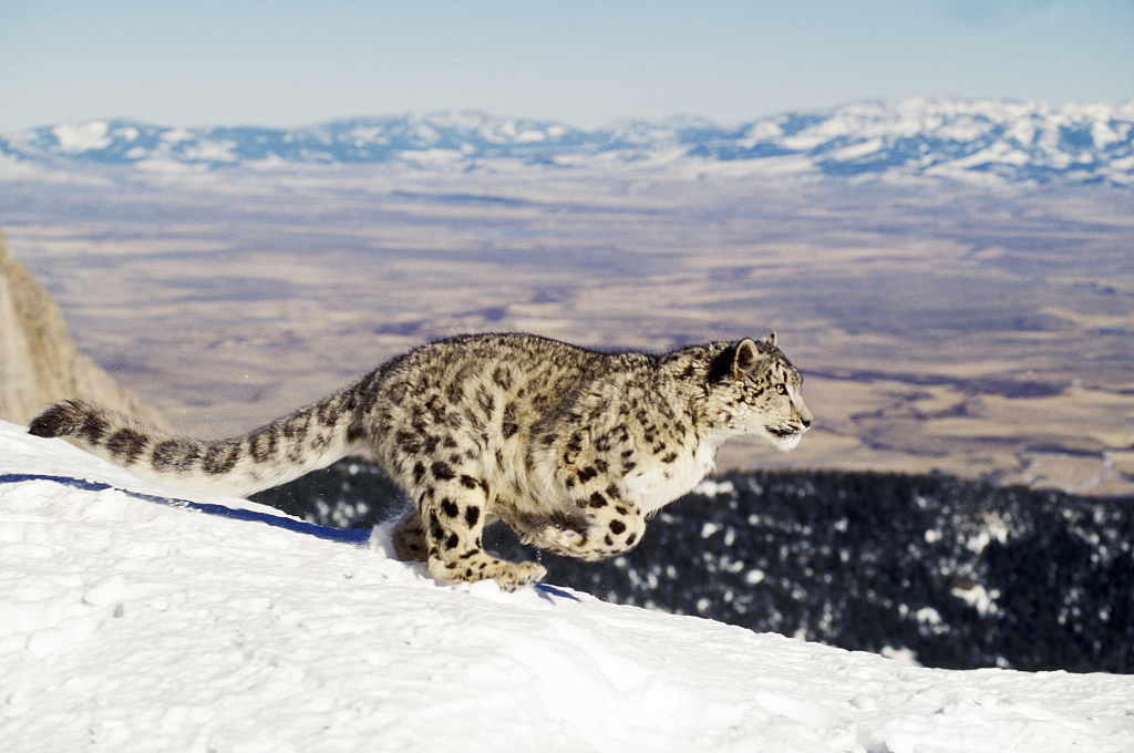 Snow leopard. /VCG