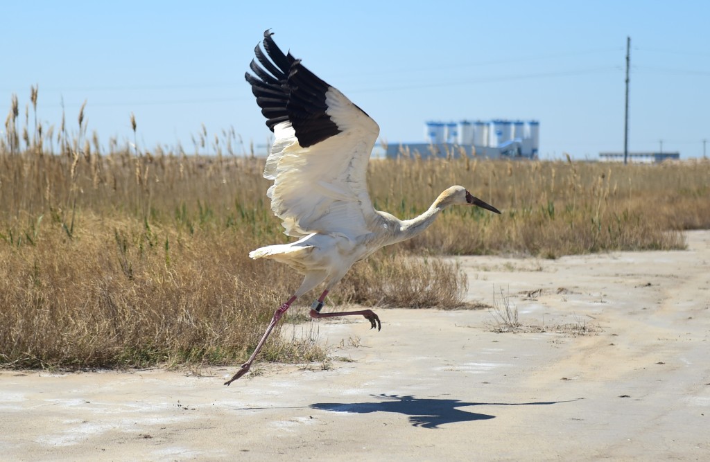 The Siberian crane that had gastrointestinal disease has fully recovered. /CFP 
