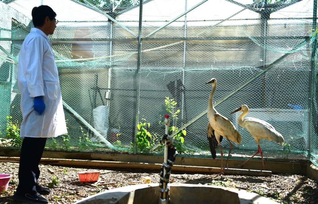 Staff member of the local wildlife rescue center is checking the two rescued  Siberian cranes. /CFP