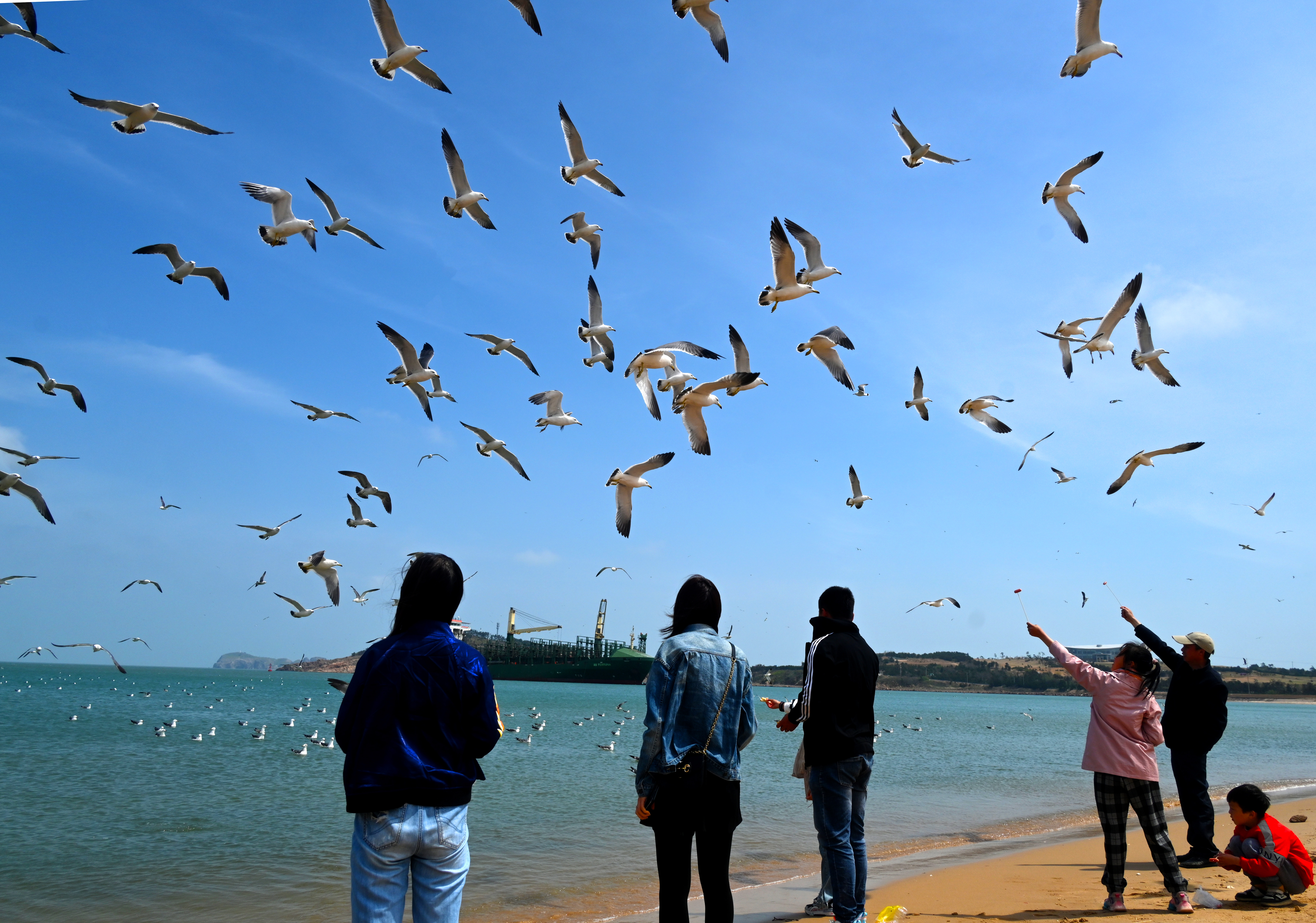 Tourists feed black-tailed gulls with specially made food on Hailyu Island in Weihai, Shandong on May 3, 2023. /CFP 