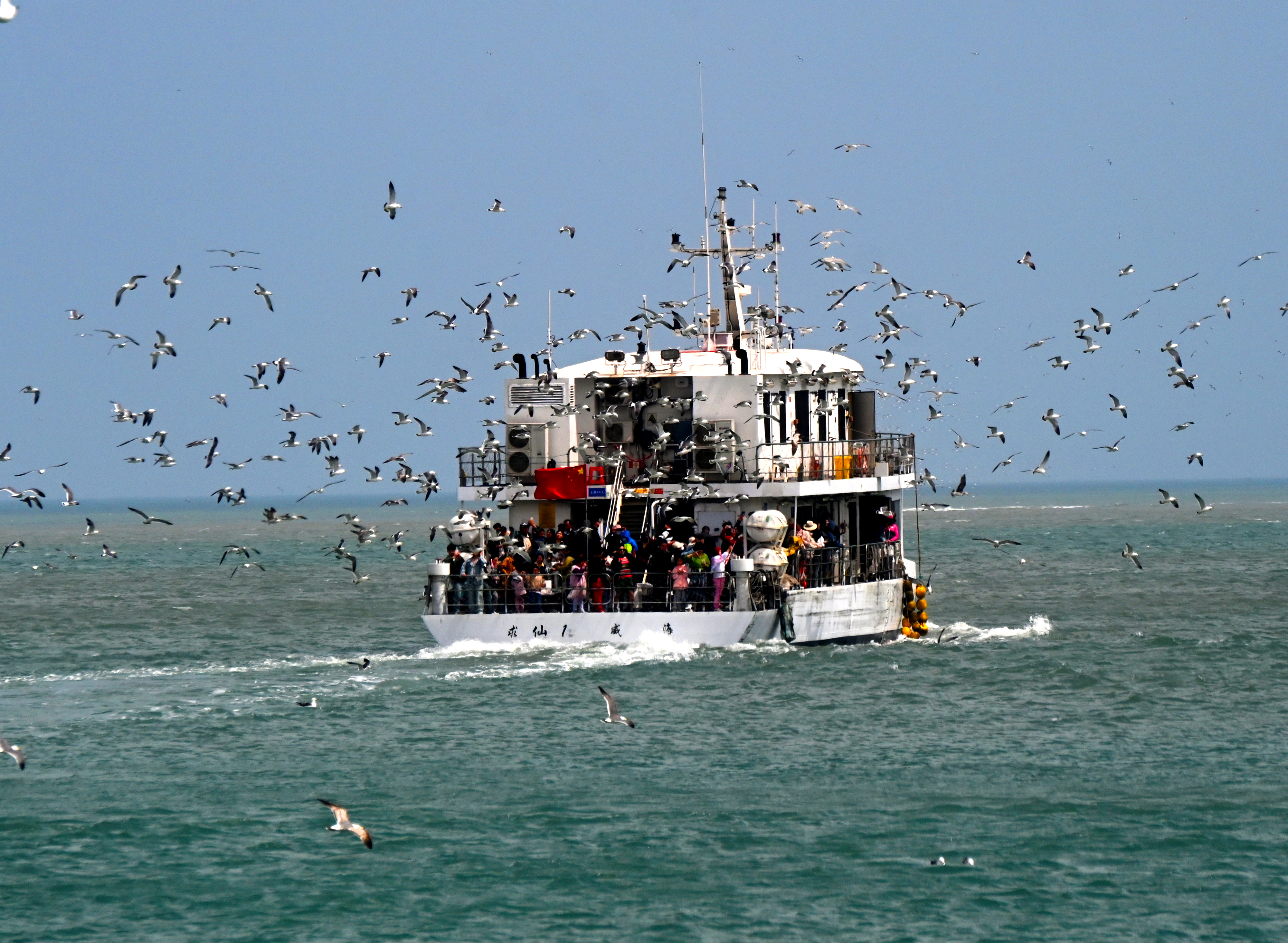 Flocks of black-tailed gulls go along for the ride as tourists enjoy a boat trip around Hailyu Island in Weihai, Shandong on May 3, 2023. /CFP 