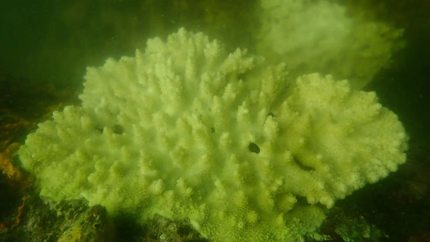 Phenomenon of coral bleaching and death.