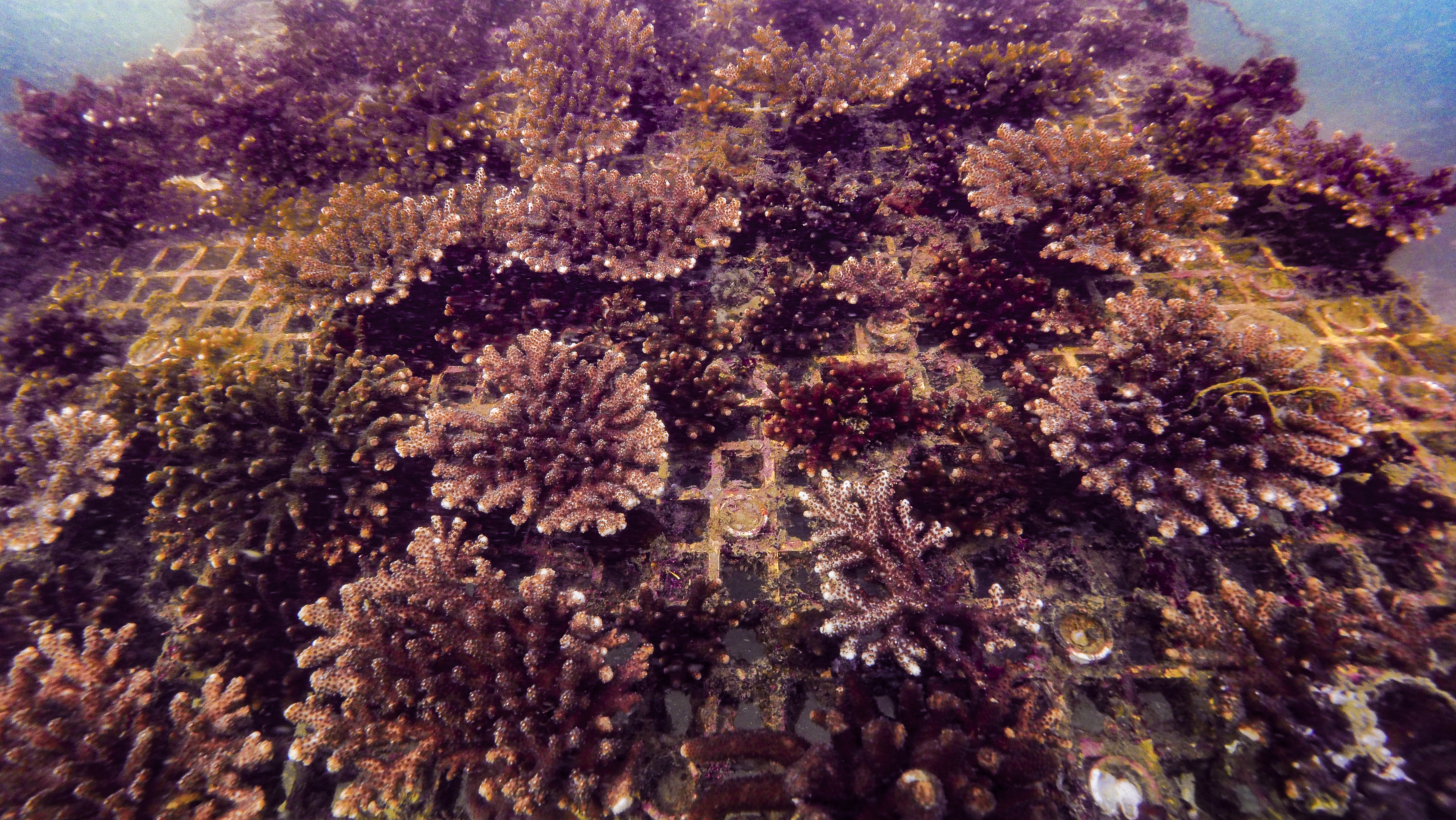 Corals planted in the ocean.
