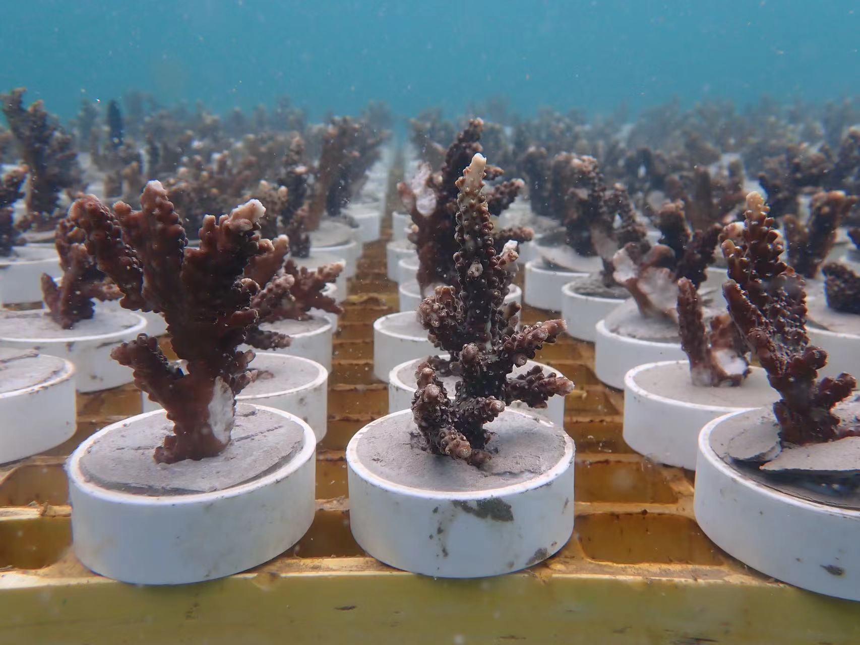 Corals planted in the ocean.