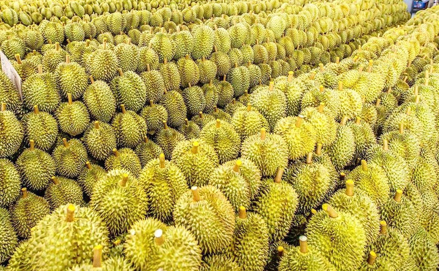 Sanya is ready to harvest domestically cultivated durians this summer. /Photo provided to CGTN
