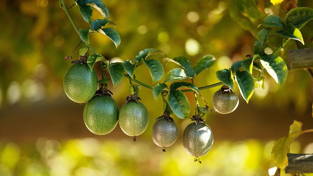 Passion fruit, native to South America, was introduced to south China in 2012 for large-scale commercial planting. /VCG