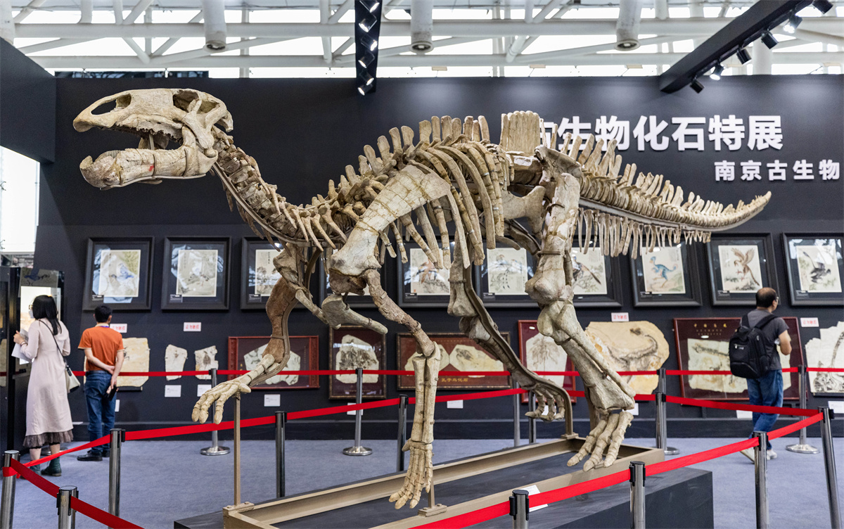 A complete dinosaur fossil is on display at the Nanjing International Exhibition Center on May 4, 2023. /CNSPHOTO