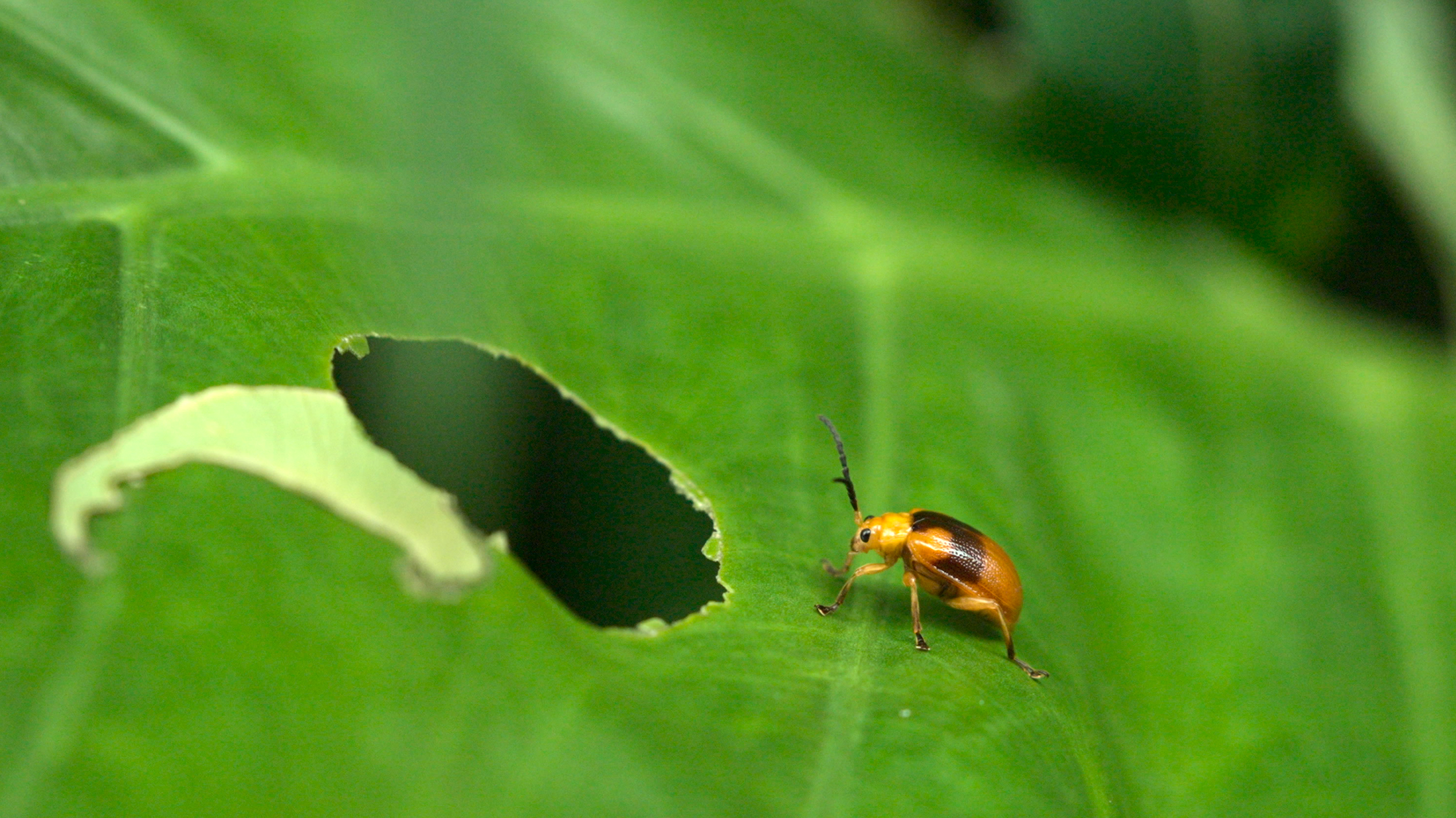 Story of the Tiny Series | Episode 1: Poisonous dinner