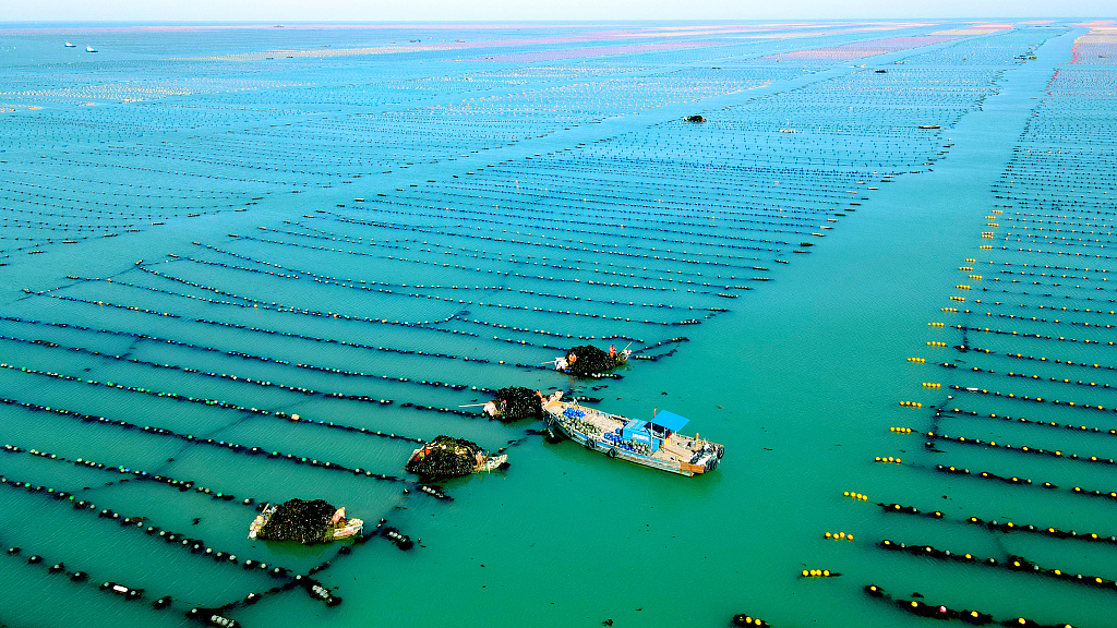 Farmers collect cultured kelp at Hailunwan marine ranch off the coast of Weihai, east China's Shandong Province, on April 26, 2023. /CFP
