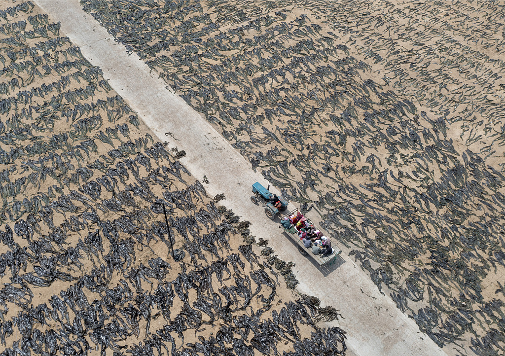 Famers dry kelp at a vast yard besides the Hailunwan marine ranch off the coast of Weihai, east China's Shandong Province, on May 2, 2023. /CFP