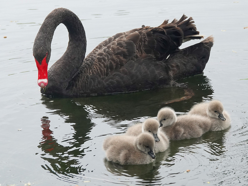 Four little black baby swans follow their parents into the water for the first time, to swim and search for food, displaying their cuteness to the fullest at the Old Summer Palace in Beijing, on May 5, 2023. /CFP
