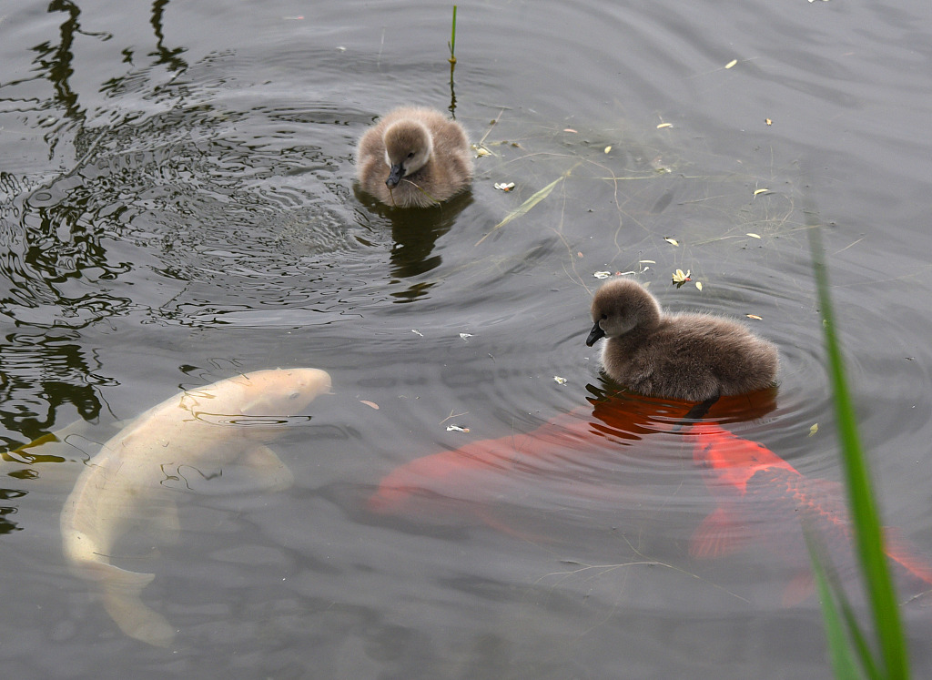 Little black baby swans are seen at the Old Summer Palace in Beijing, on May 5, 2023. /CFP